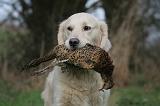 GOLDEN RETRIEVER 1022